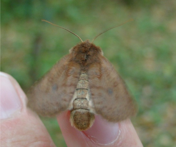 Farfallina tremolina da determinare